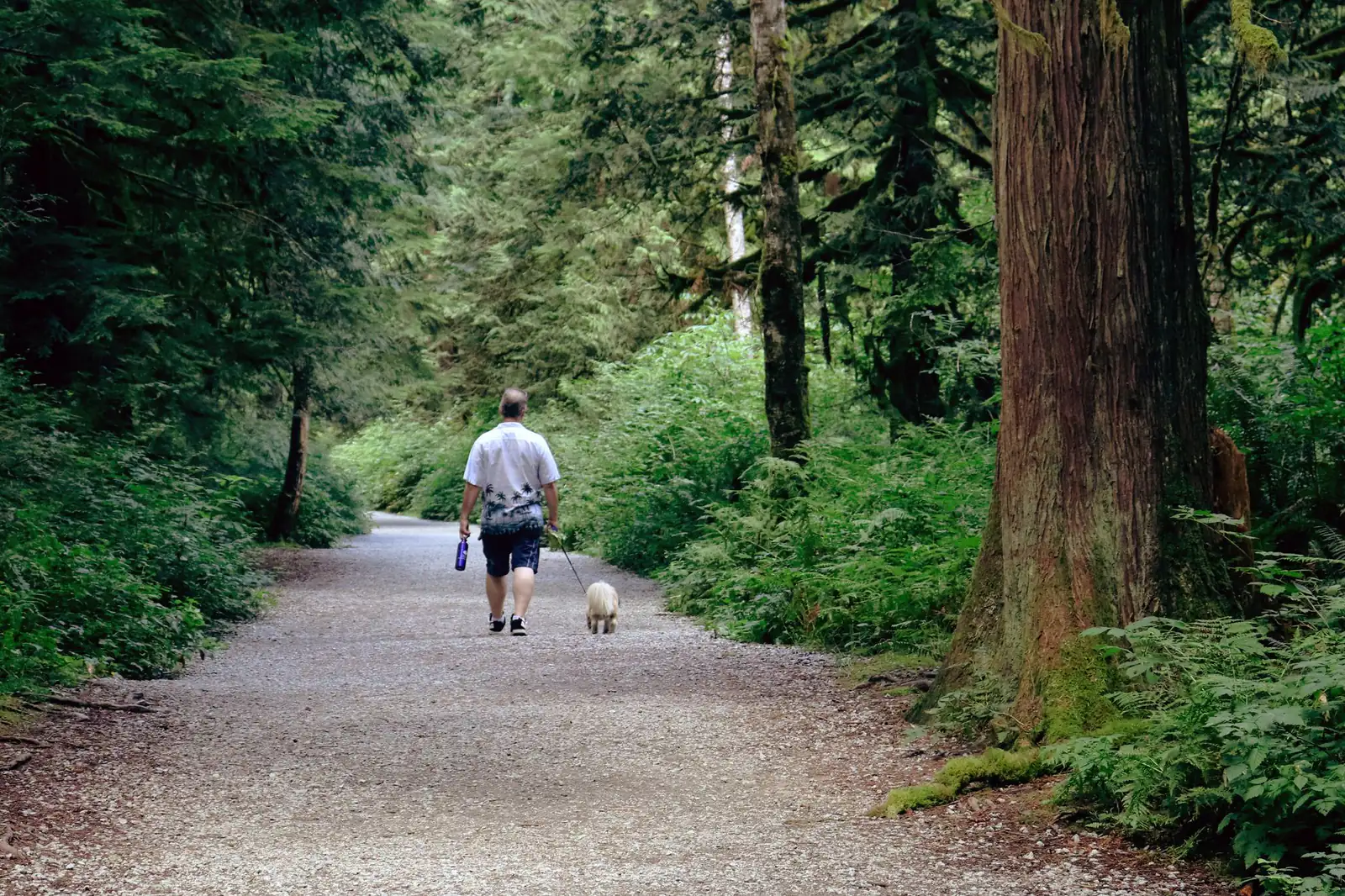A person walking a small dog along a wide gravel trail through tall coastal forest in British Columbia